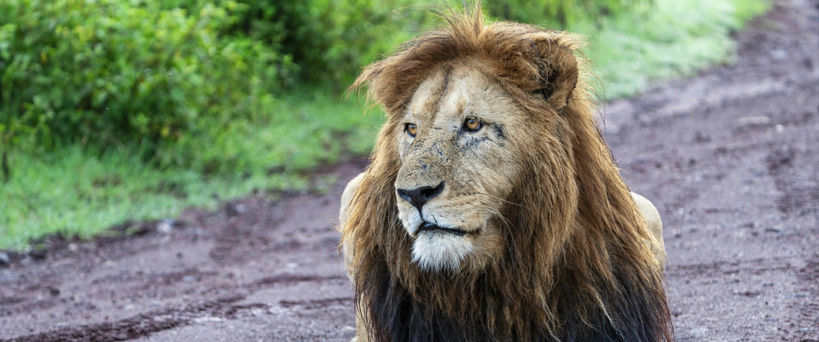 Track Lions Cruise Kazinga Experience Queen