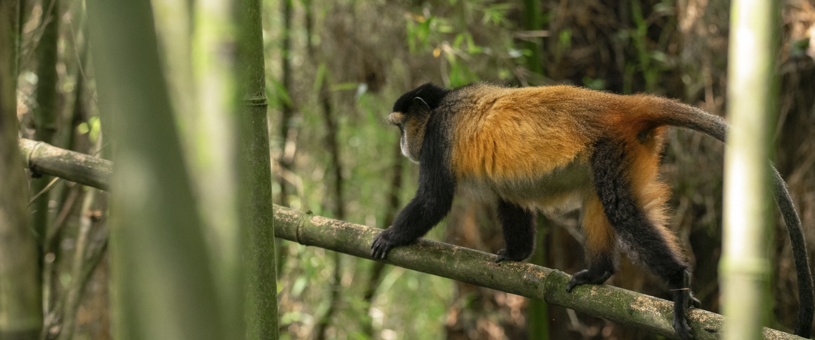 Track Rwanda’s Playful Golden Monkeys!