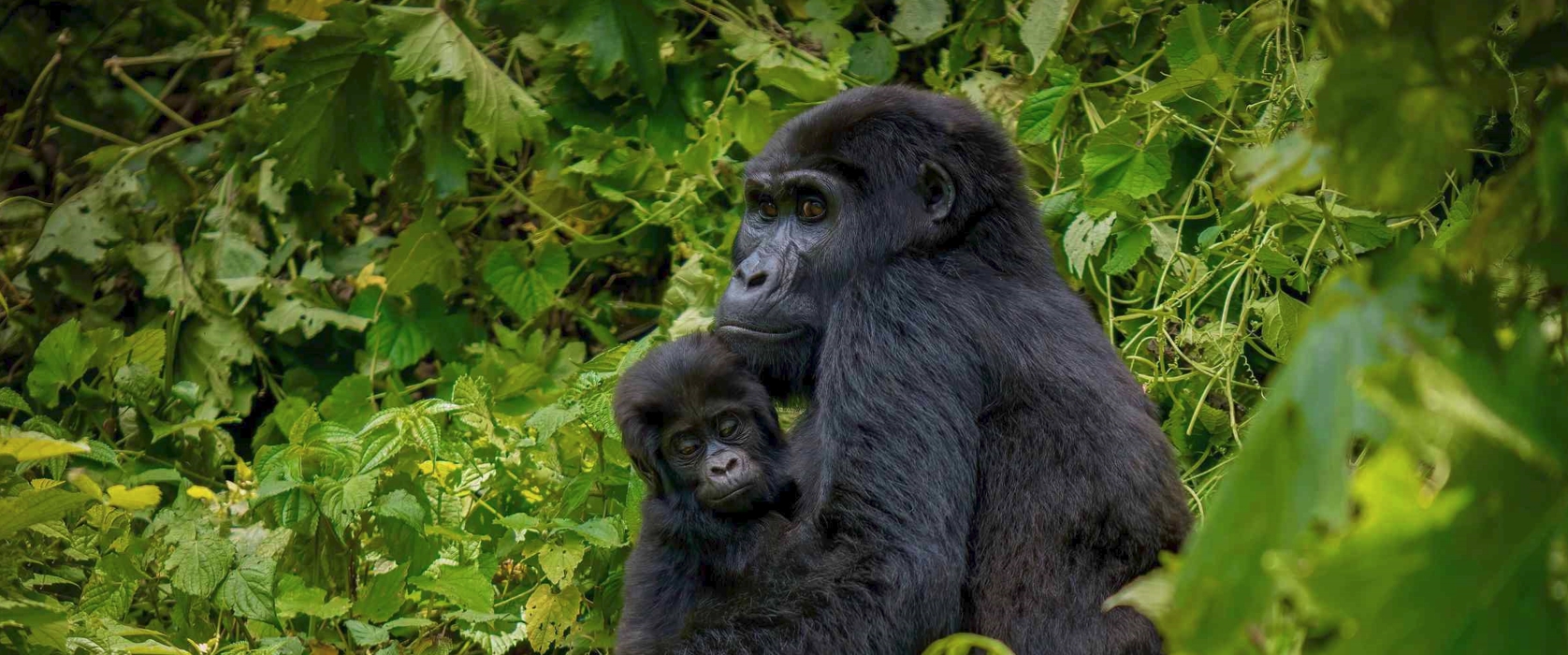 adventurous Gorilla safari to the Bwindi forest in south western Uganda