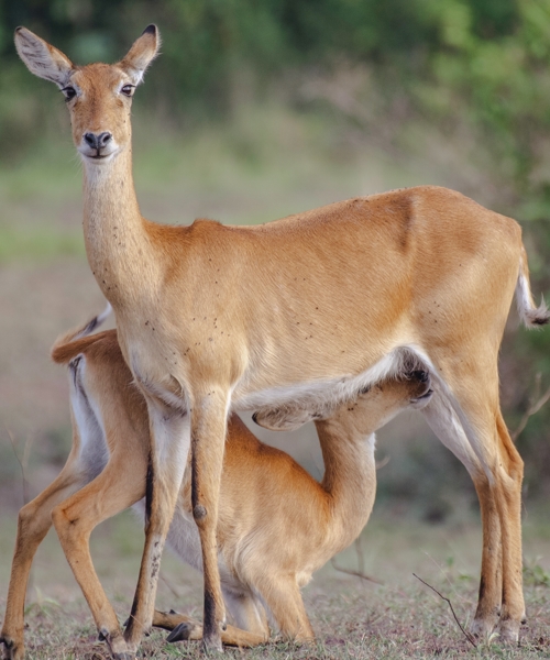 3 Days Murchison Falls Safari