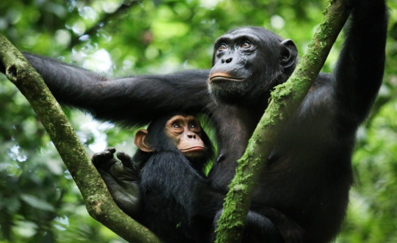 Activities to do in Kibale Forest Park: Chimpanzee trekking is the most popular activity in Kibale Forest National Park, a remarkable