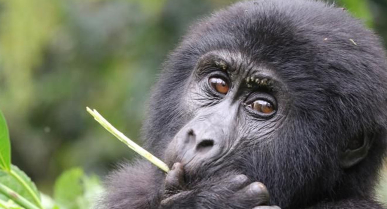 Activities to do in Mgahinga National Park: Situated near the border between Rwanda and the Democratic Republic of the Congo in southwest