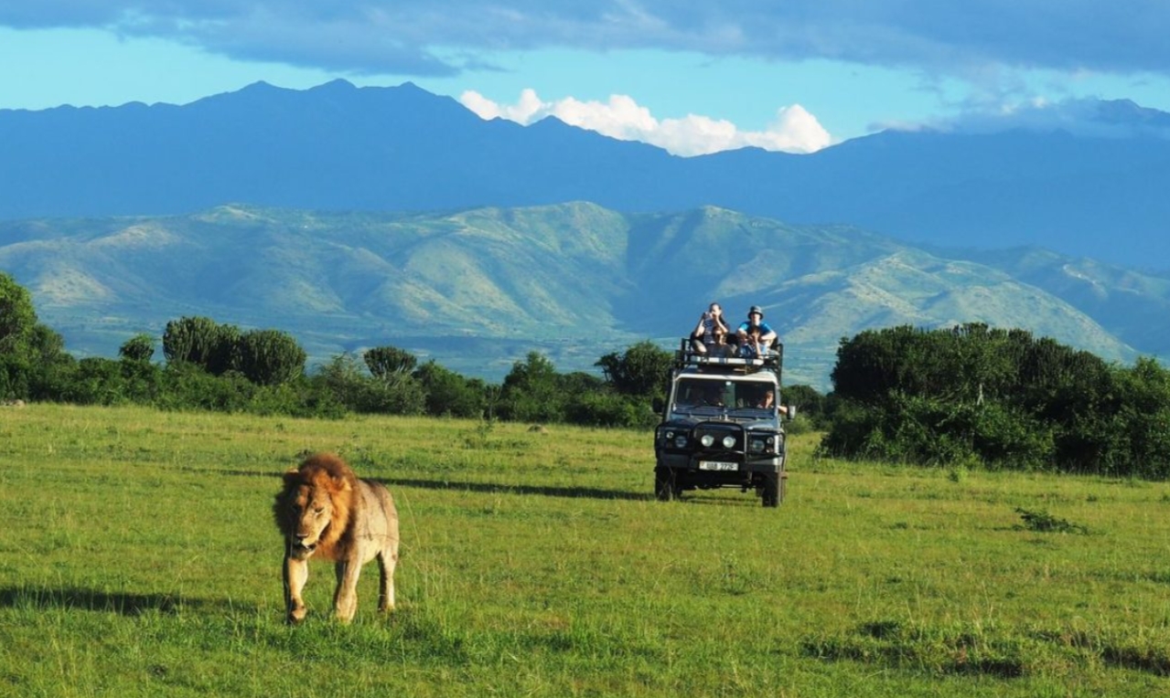 Best Time to Visit Uganda for Safaris: The ideal time to visit any destination is a critical component in making any safari