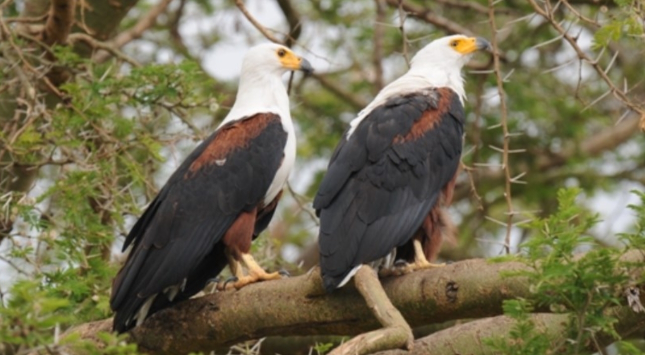Birding in Queen Elizabeth National Park: The most visited park in Uganda is Queen Elizabeth National Park, which is situated