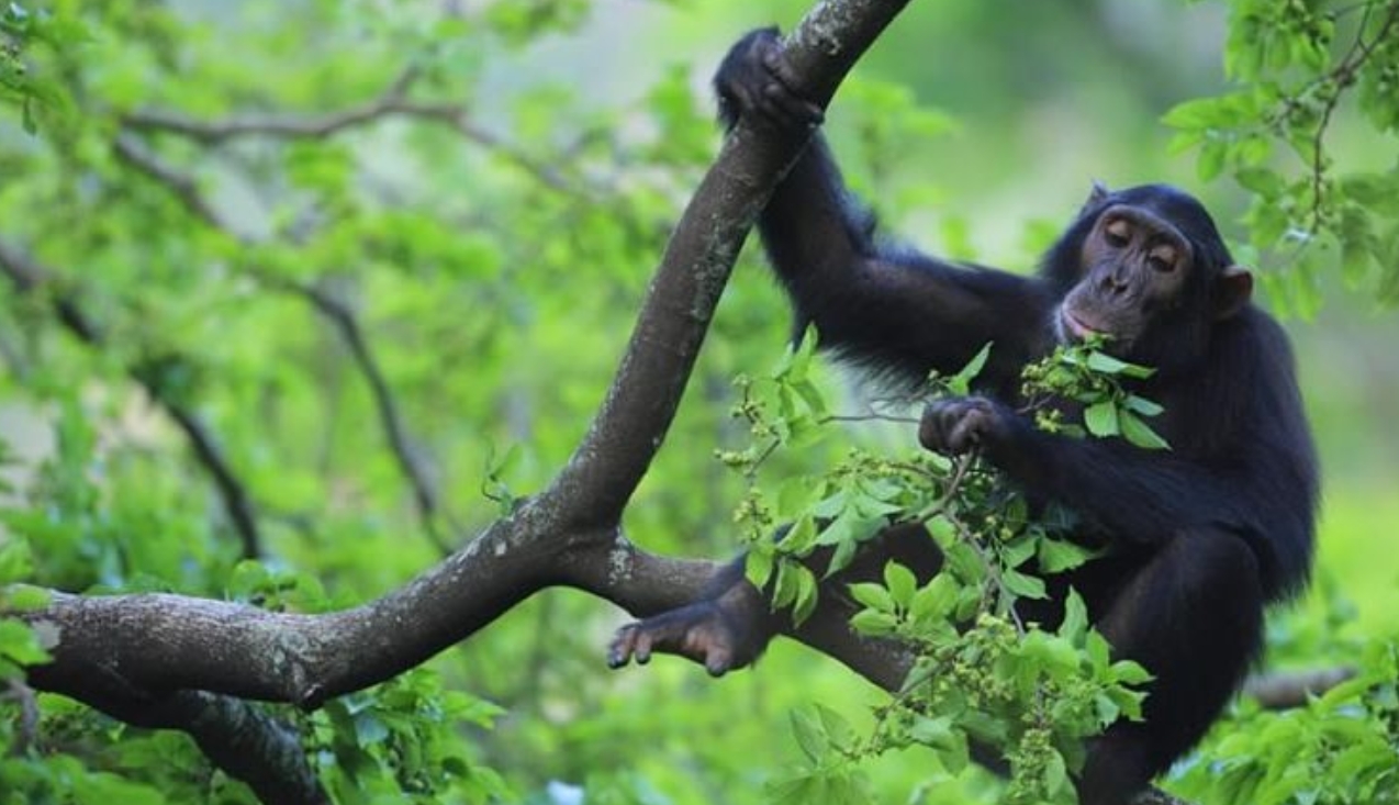 Chimpanzee trekking in Kibale Forest brings you to one of the remarkable parks in Uganda with unique wildlife species, especially primates