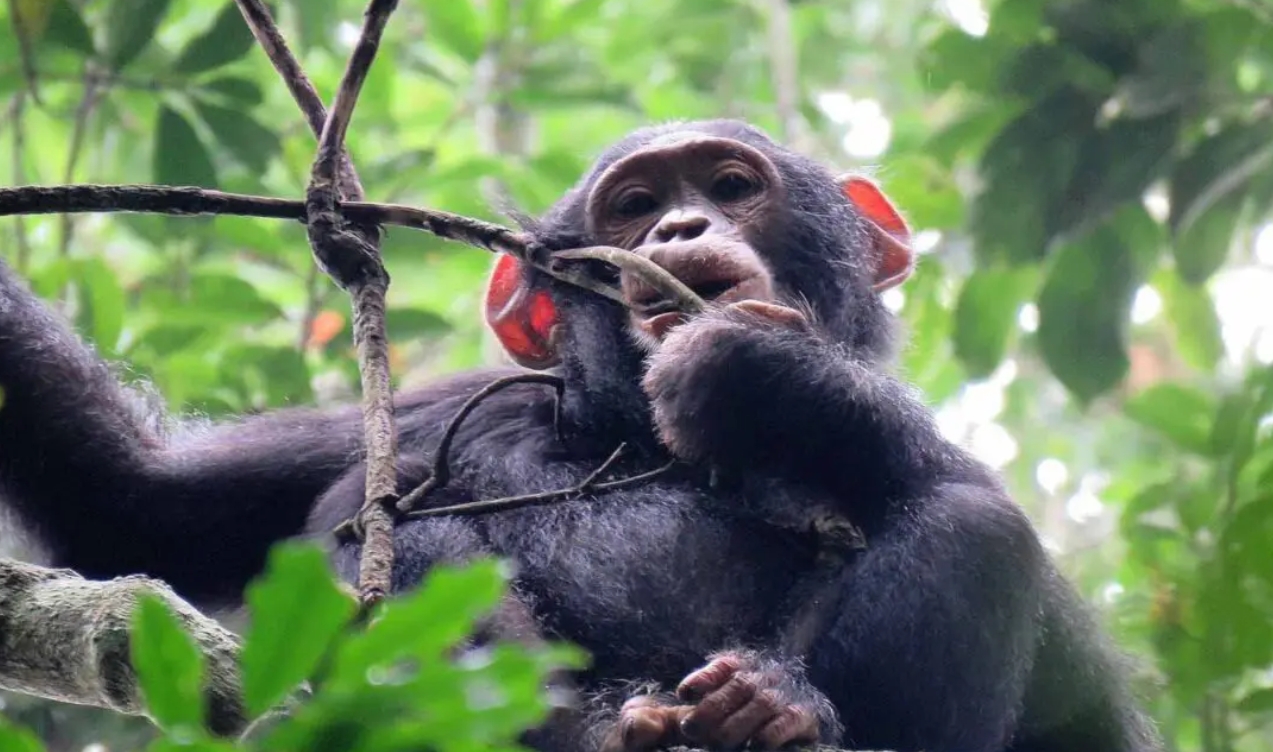 Facts About Chimpanzee Trekking in Uganda: This is one of the top wildlife safari activities for tourists and nature lovers seeking primate