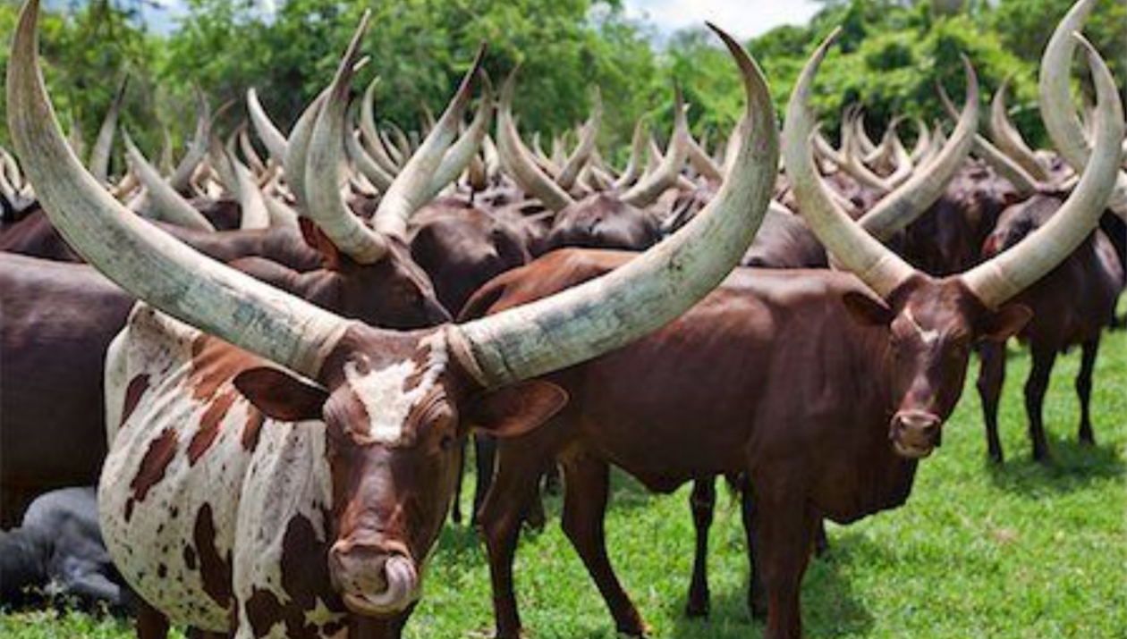 Bahima Cultural Heritage: This is one of Uganda's most beautiful tribes, living mainly in the west and southwest regions