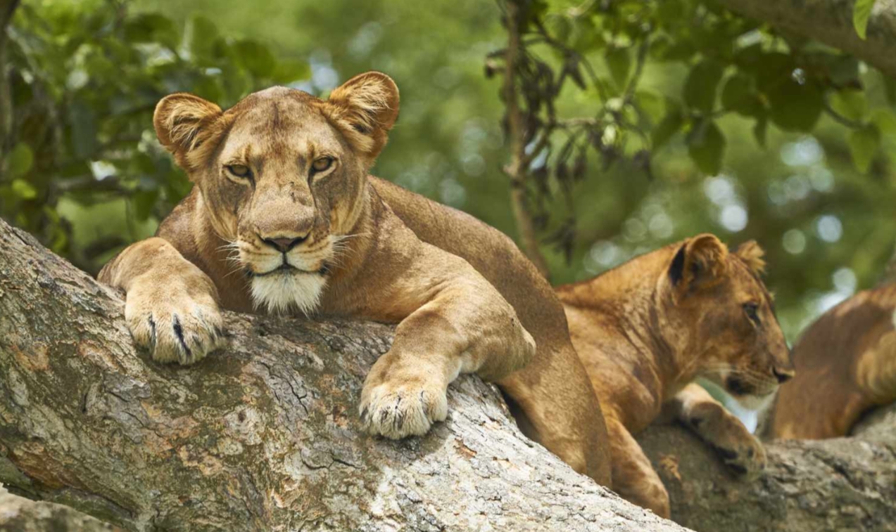 Game Drives of Queen Elizabeth National Park: The majority of tourists who want to go on a wildlife safari in Uganda want their tour