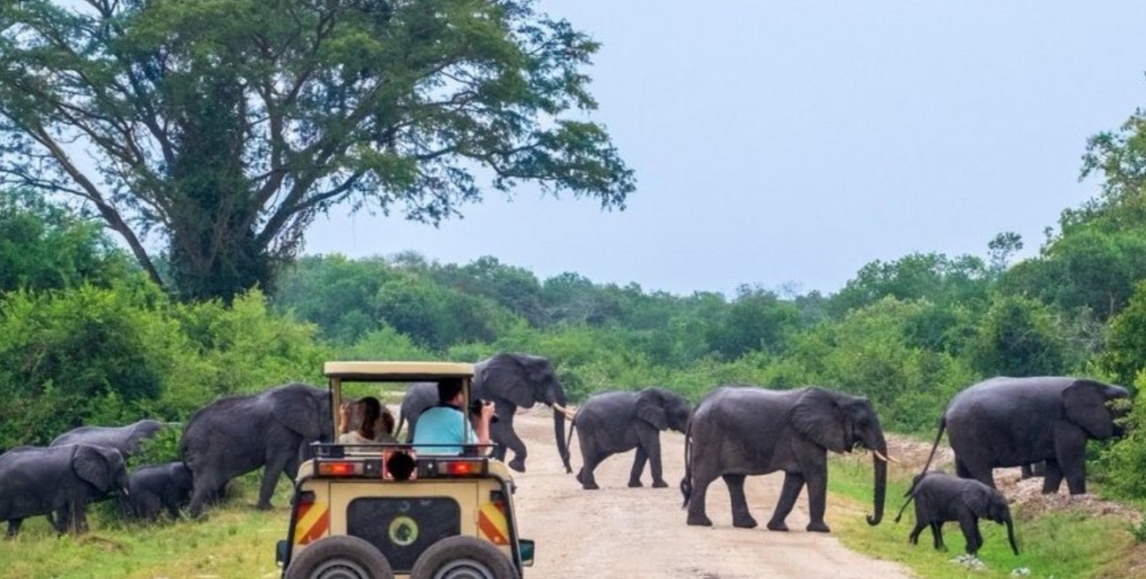 Game Drives Excursions in Uganda: In order to explore wildlife species, particularly animals in their natural habitat, these guided