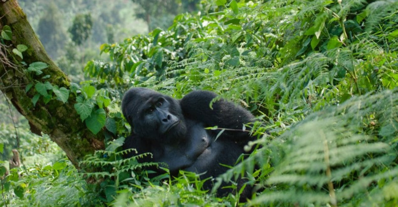 Primate Classification of Gorillas: Primates, including gorillas, are intelligent animal species characterized by forward-facing eyes