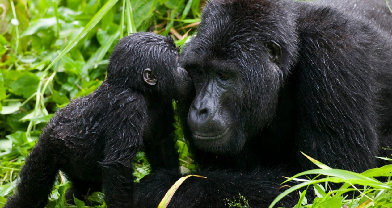Gorilla Destinations and Permits in Uganda: Uganda is one of the most fabulous countries in the world, with endangered mountain gorillas