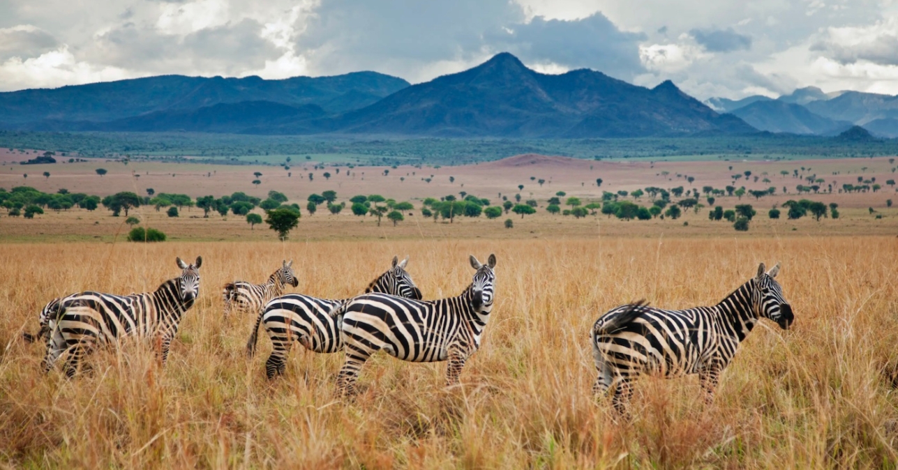 The Eastern Route Safari in Uganda offers a unique glimpse into the stunning landscapes of eastern and northern Uganda