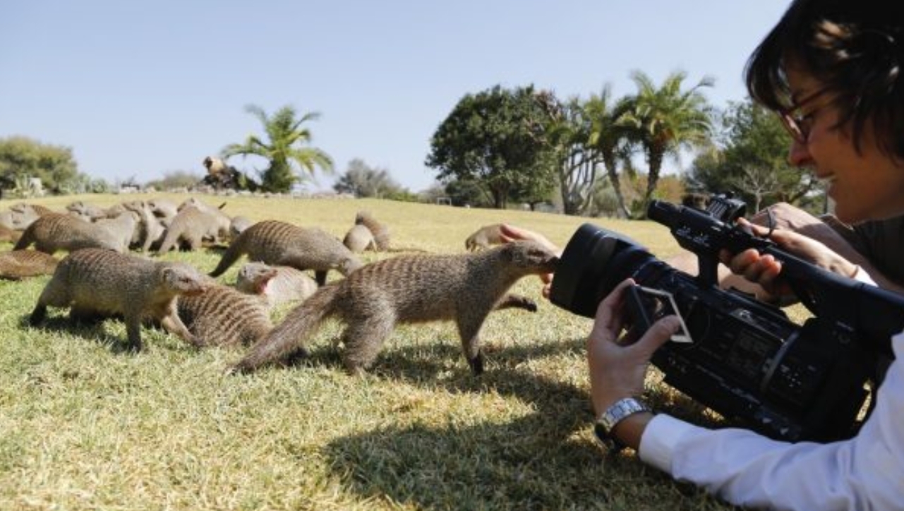 Mongoose Trekking in Queen Elizabeth Park: The best place to track banded mongooses in all of East Africa is Queen Elizabeth National Park