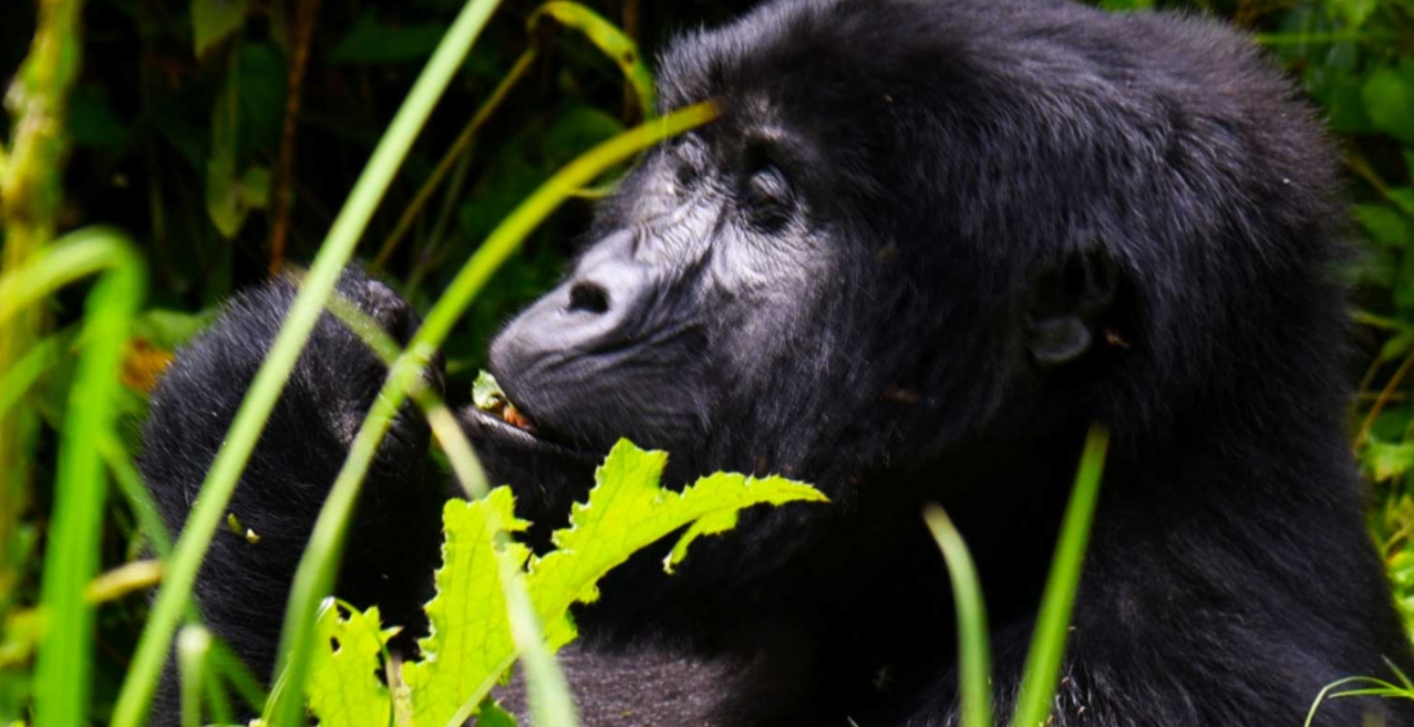 Mgahinga Gorilla National Park: Located in the Kisoro district in the country's extreme southwest, this 33.9 sq km national park is one