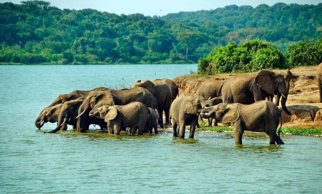Uganda's Queen Elizabeth National Park is a popular destination in western Uganda, surrounded by lakes and mountains.