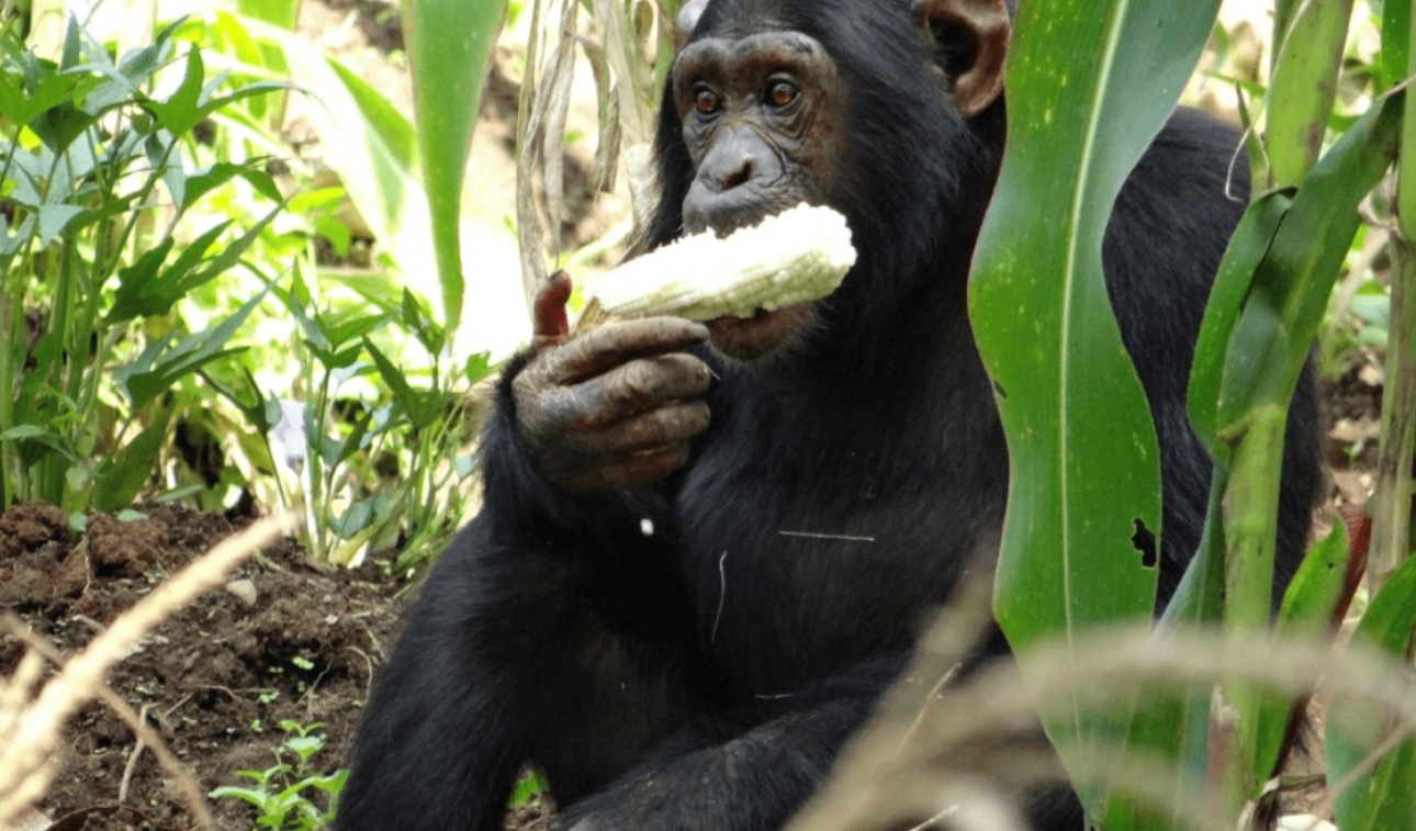 Restoration of Chimpanzees in Uganda: These endangered species are highly intelligent creatures known for their problem-solving abilities