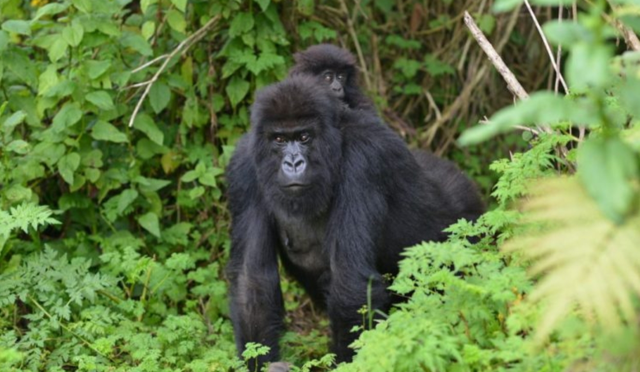 Top Things to Do in Mgahinga National Park: Being home to one of the few remaining habitats for endangered mountain gorillas