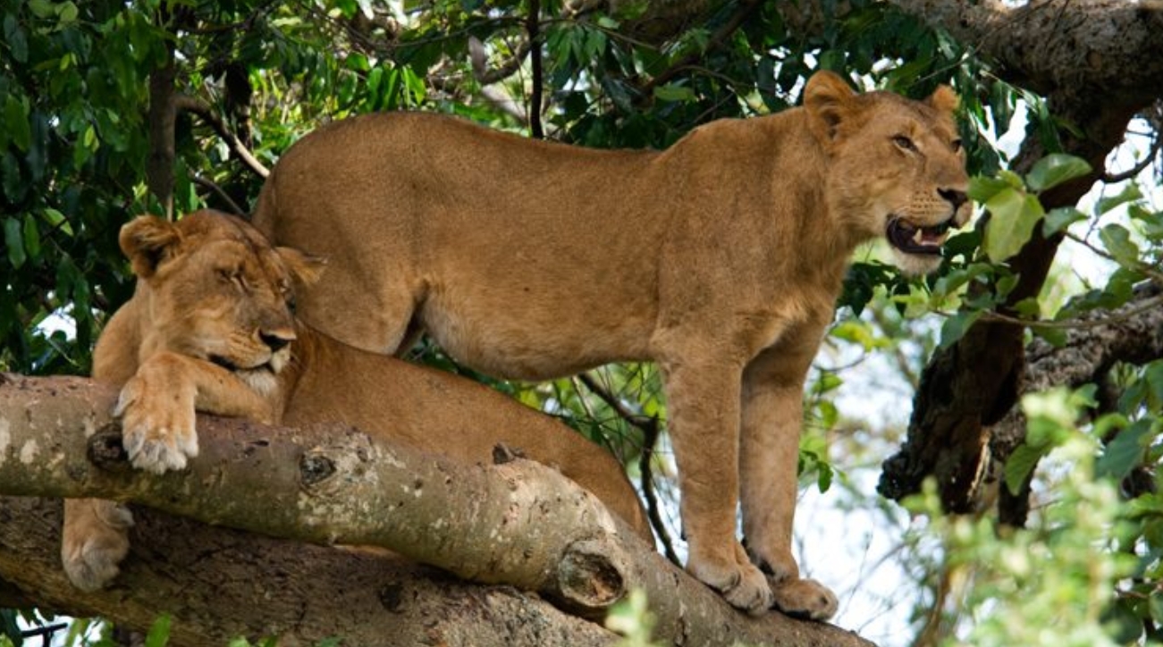 Attractions in Queen Elizabeth National Park: This is the second largest national park in Uganda, with diverse tourist attractions