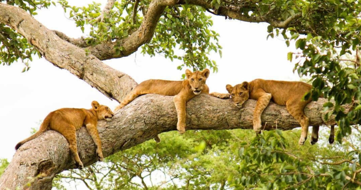 Ishasha Tree-Climbing Lions in Queen Elizabeth National Park is one of the few parks in Africa where tourists can view the unique behaviour