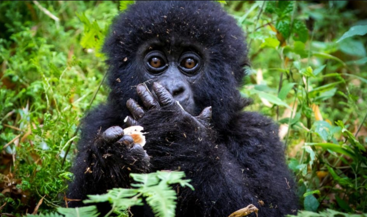 Trekking mountain Gorillas in Uganda: Experience a transformative journey with Uganda's comprehensive guide to gorilla trekking in Bwindi