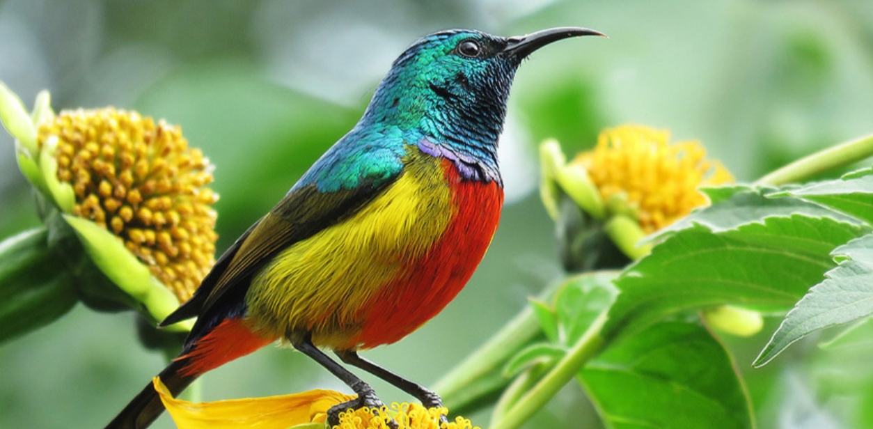 Birding Destinations in Uganda and Rwanda: These are top birdwatching destinations with diverse bird habitats. Both countries focus on conserving