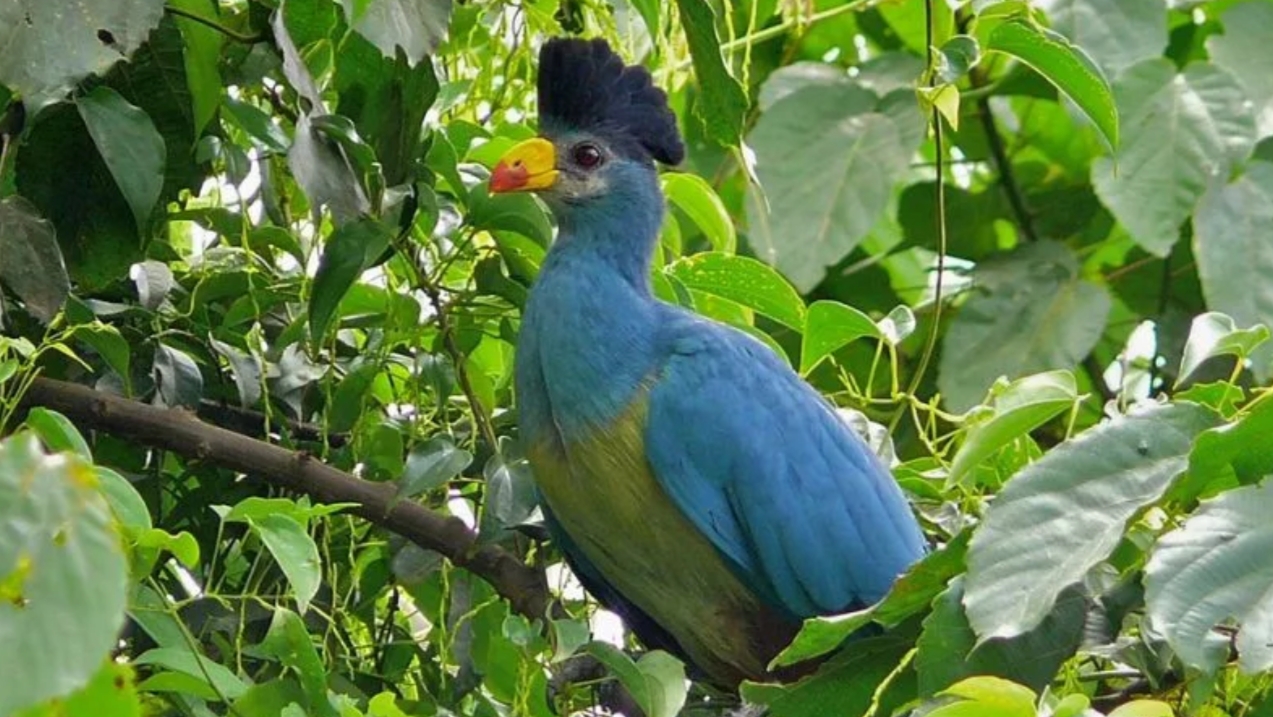 Birds of Kaniyo Pabidi Budongo Forest: It is a top birding destination, situated in the southern section of Murchison Falls National Park
