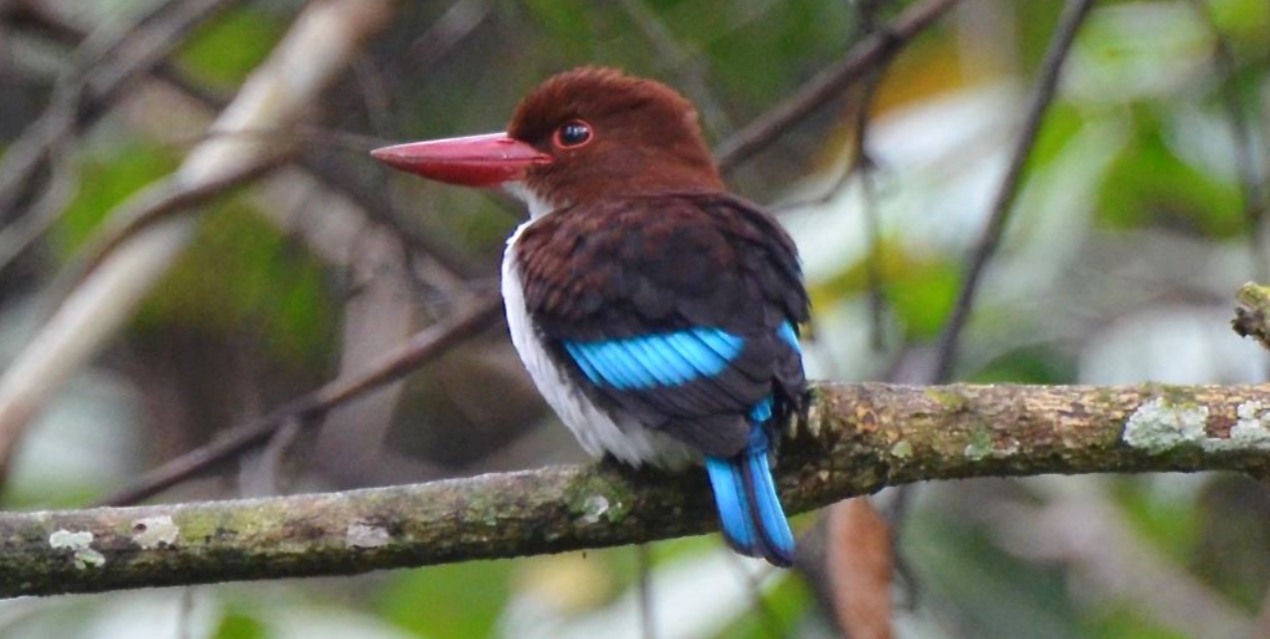 Birdwatching in Budongo Forest: It is located in the southern part of Murchison Falls National Park, a popular birdwatching destination