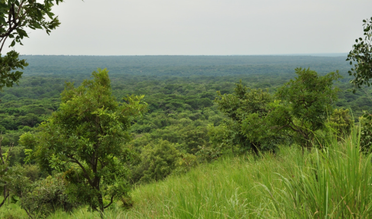 Budongo Forest in Murchison Falls National Park: This spectacular natural tropical rainforest of Uganda is famous for its abundant