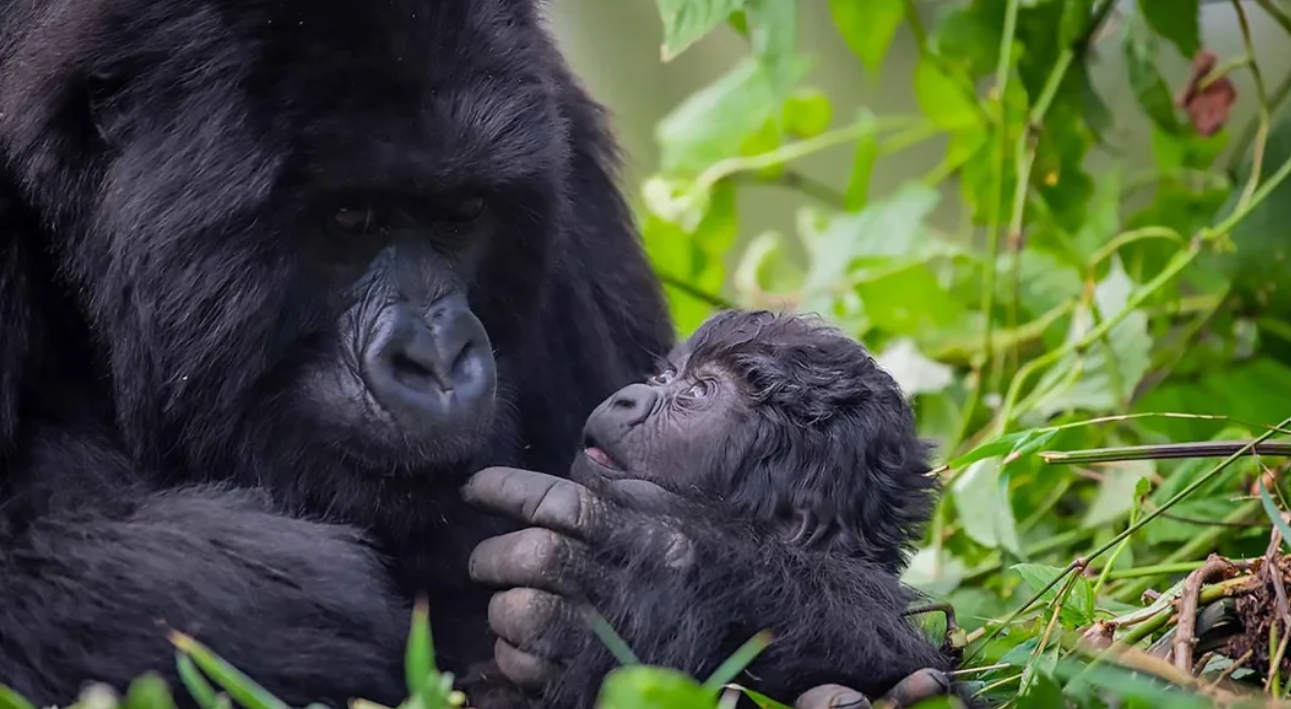 Bwindi Gorilla Safari Bookings Tips: One of the best ways to secure your gorilla trekking permit, a necessary prerequisite for visitors