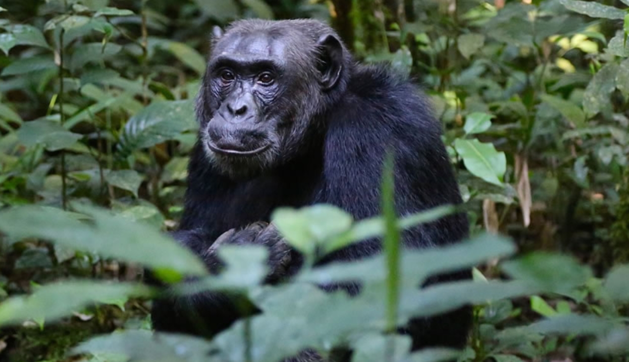 Chimpanzee Trekking Destinations in Uganda: The intelligent chimpanzees are more than just a side attraction for the gorillas; they draw