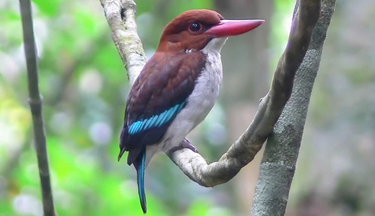 Budongo’s Chocolate-backed Kingfisher is a splendid species that inhabits tropical rainforests, characterised by remarkable