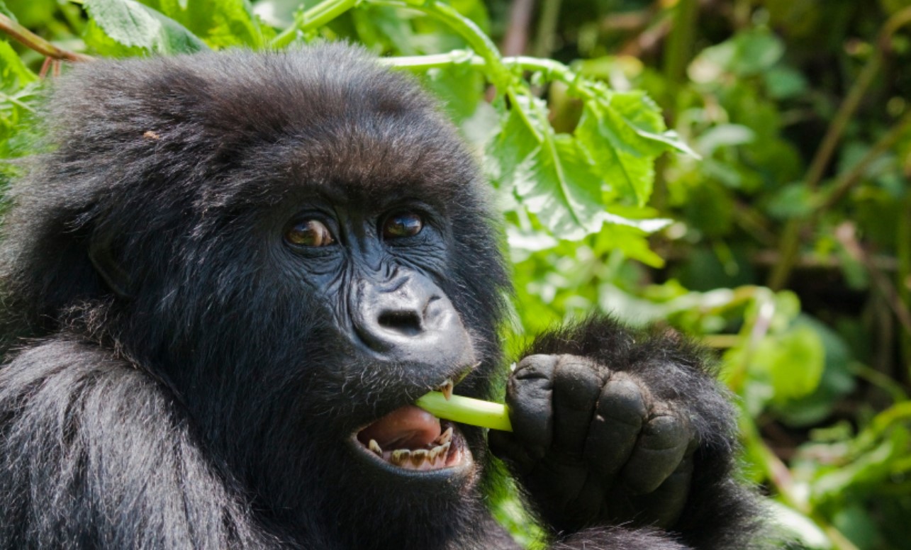 Gorilla Permits and Locations in Uganda: Comparing the gorilla sites and obtaining their tracking permits in Uganda, there are two national