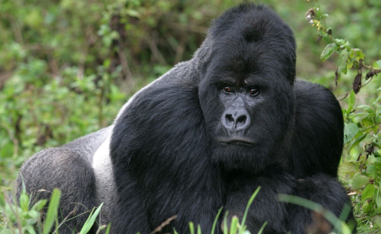 Facts About Gorilla Trekking in Uganda: Gorilla trekking safaris provide tourists with thrilling experiences, particularly in their habitats