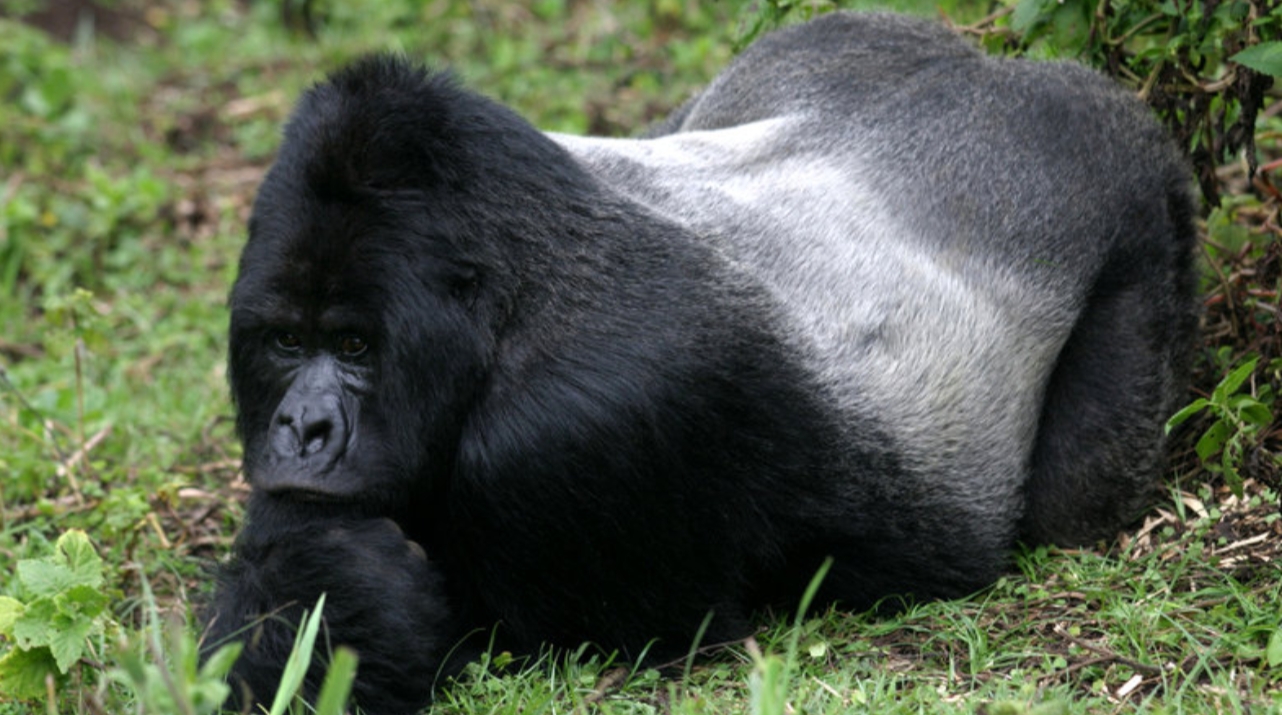 Gorilla Trekking and Batwa Forest experience are thrilling adventures that allow visitors to see mountain gorillas in their natural
