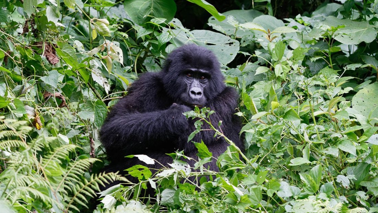 Best Way to See Mountain Gorillas in Uganda: Primate safaris, especially gorilla trekking, provide visitors with the chance to observe