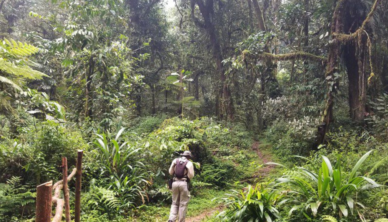 Mubwindi Trail Adventure in Bwindi Forest located in the heart of Bwindi Impenetrable National Park, is one of the famous nature trekking