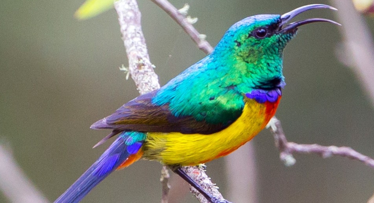 The Elegant Regal Sunbird: This is one of the vibrant Albertine Rift endemic bird species from the Nectariniidae family (Cinnyris regius)