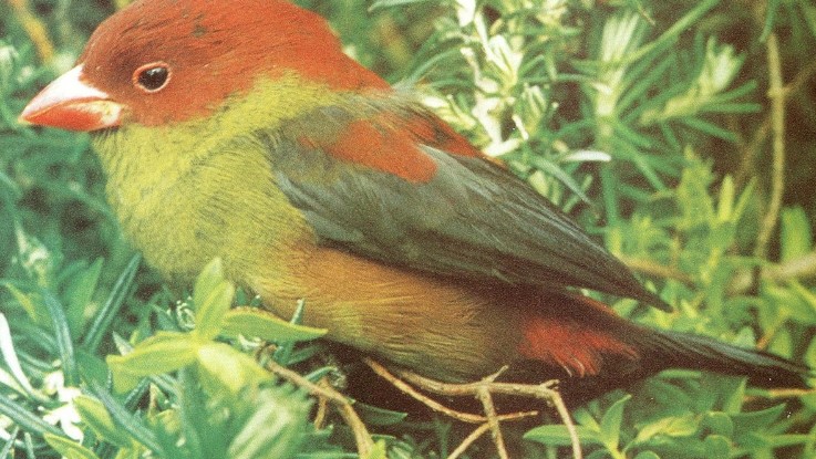 Birding in Mgahinga National Park: The diverse ecosystems of Mgahinga Gorilla Park, which include lowlands, bamboo forests, marshes