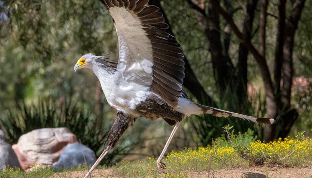 The Elegant Secretary Bird: Research indicates that this unique raptor, known as "the secretary bird", gets its name from the Europeans