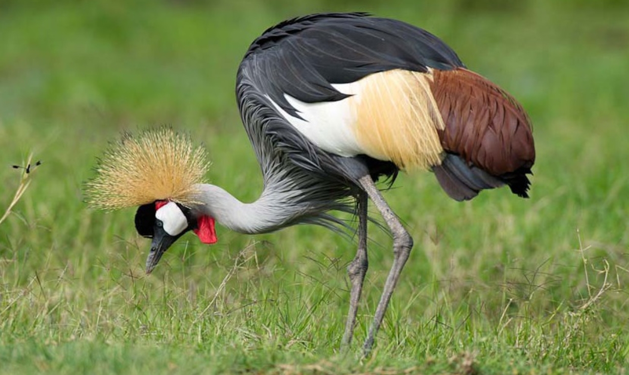 Uganda’s Grey Crowned Crane, Balearica regulorum, was selected as Uganda's national bird following the country's independence in 1962