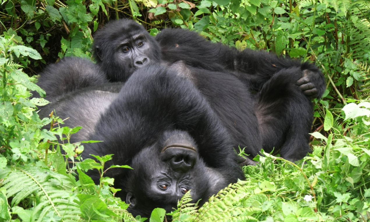 The Ultimate Gorilla Trekking Adventure in Uganda: When organising a trip to Uganda's mountain gorilla sites, tourists always consider