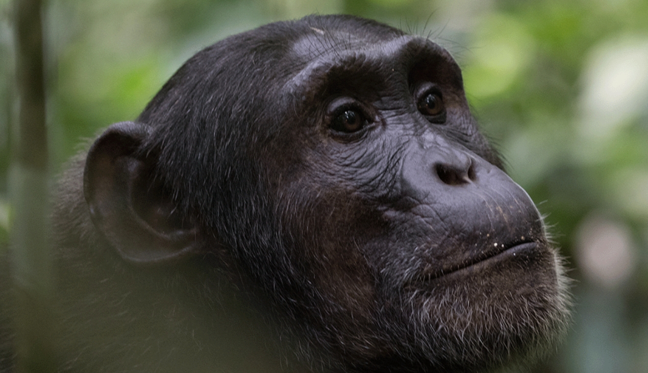 Top Chimpanzee Trekking Spots in Uganda: Second only to gorilla trekking, chimpanzee trekking is a thrilling and well-liked pastime