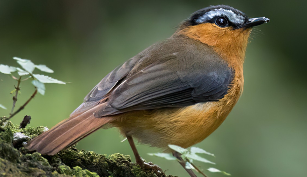 When to Spot Most Birds in Queen Elizabeth National Park: Many travelers, especially birdwatchers, always ask about the best time