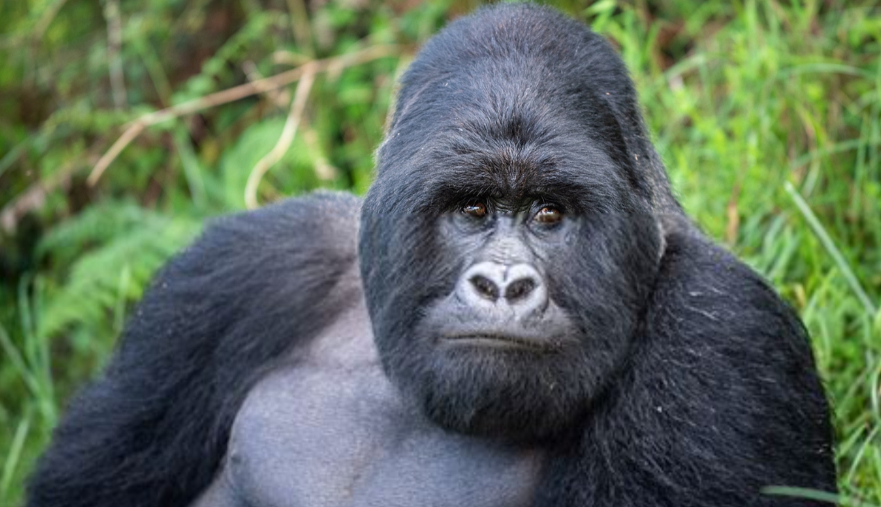 Uganda’s Mountain Gorillas: Research indicates that the mountain gorilla is the only gorilla species present in Uganda and is considered