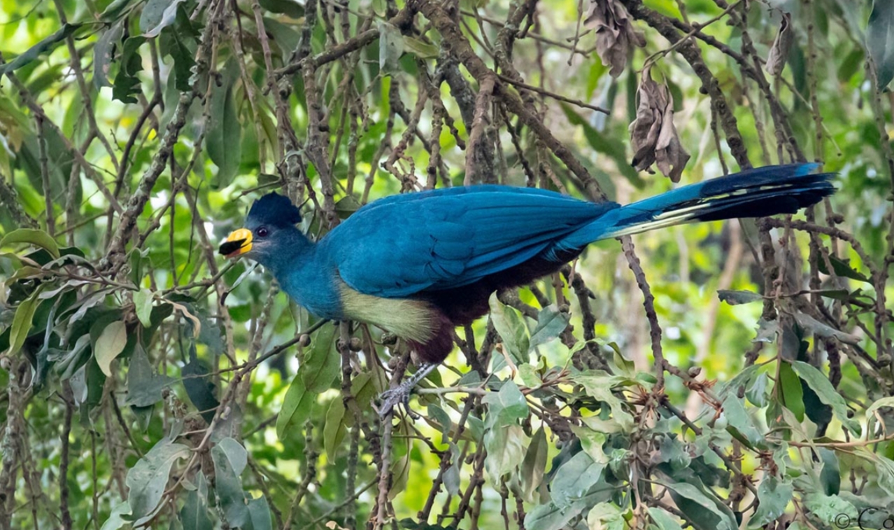 Activities to do in Rushaga after Gorilla Habituation: The stunning Bwindi Impenetrable Forest National Park, which is home to