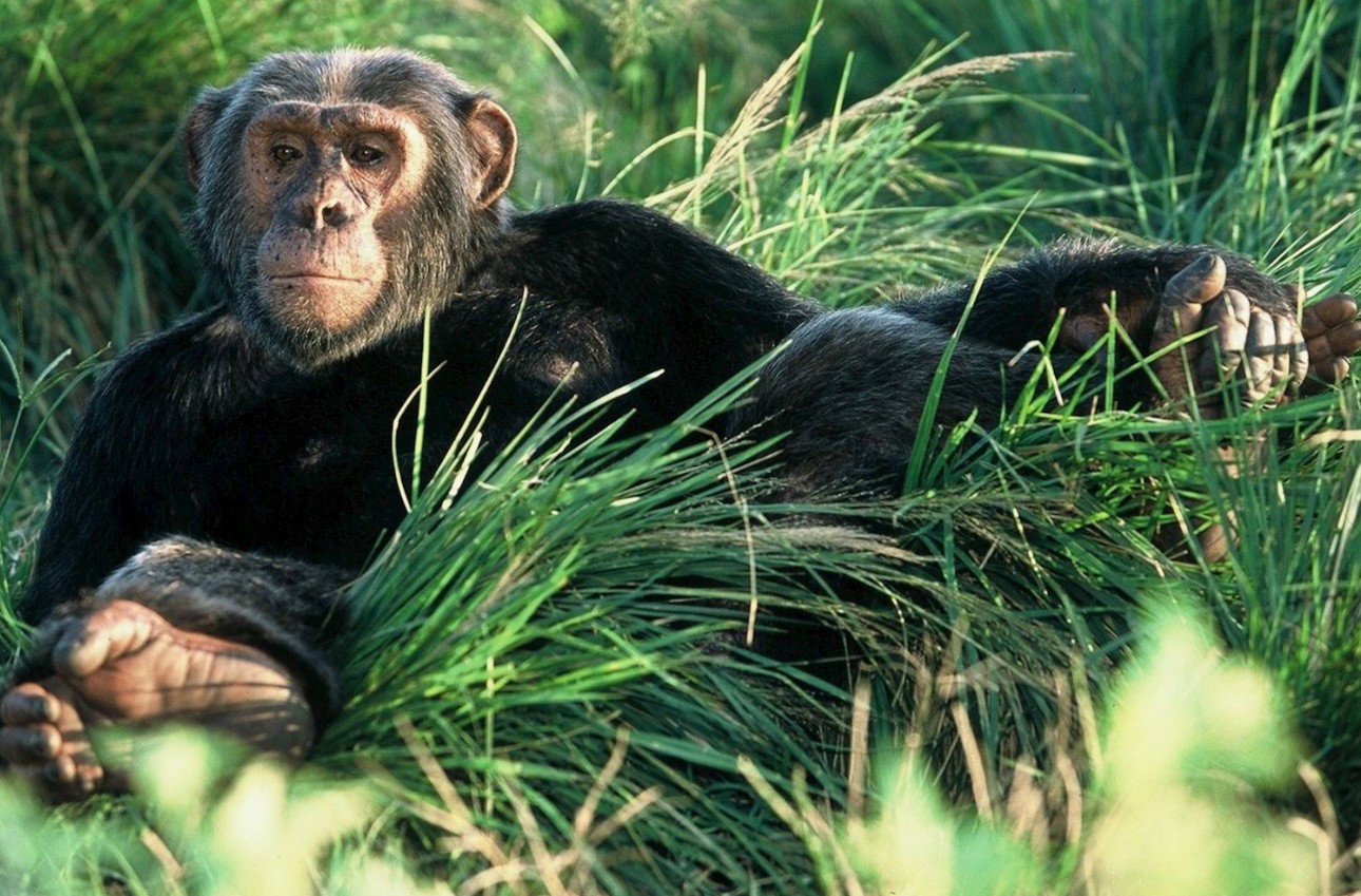 Double Chimpanzee Trekking in Kibale National Park: It is a popular activity in Uganda, particularly in Kibale Forest National Park