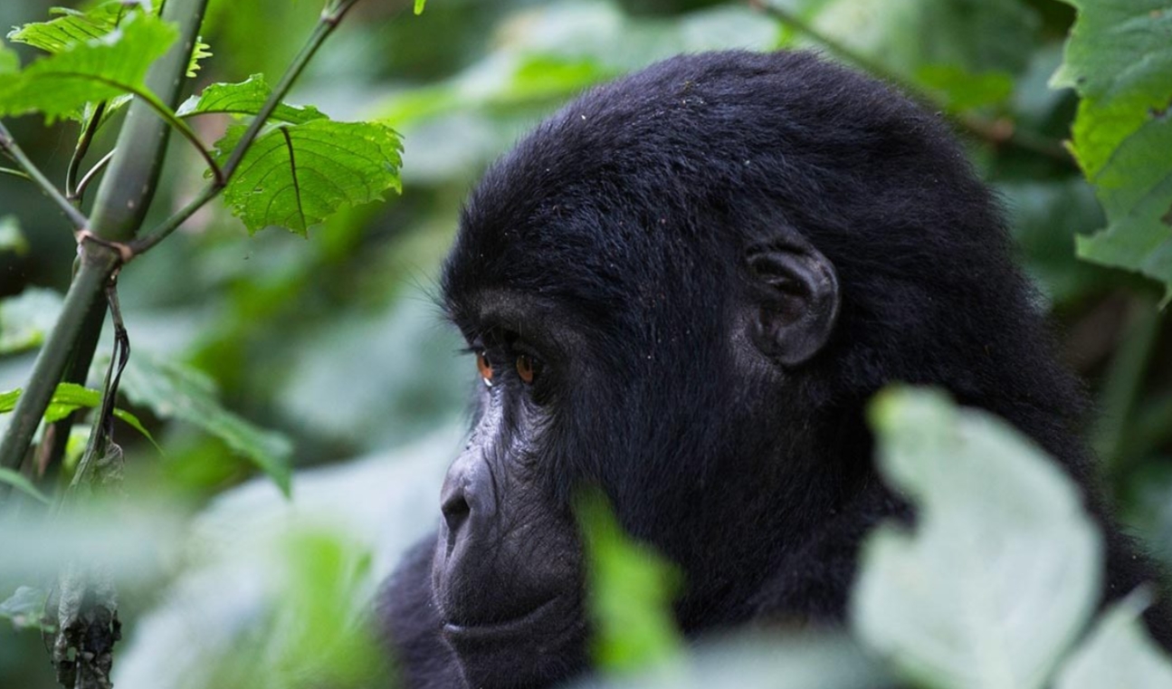 Chimpanzee Trekking Vs Gorilla Trekking: These two distinct wildlife adventure experiences, which vary in terms of permits, expenses