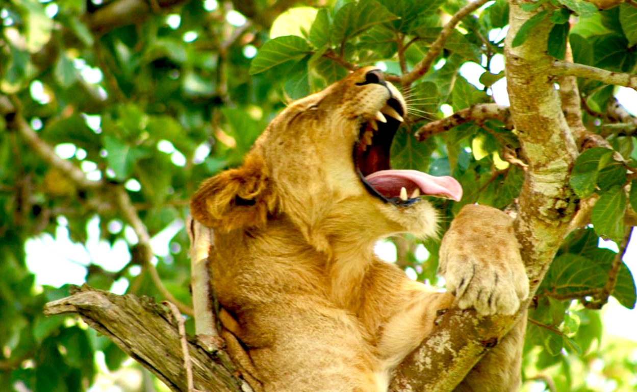 Why Book Your Queen Elizabeth Safari Early? One of Uganda's most popular national parks is Queen Elizabeth National Park