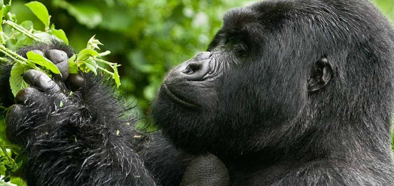 The price of Gorilla Trekking in Uganda and Rwanda, a thrilling, famous wildlife activity worth its price that draws tourists to Africa