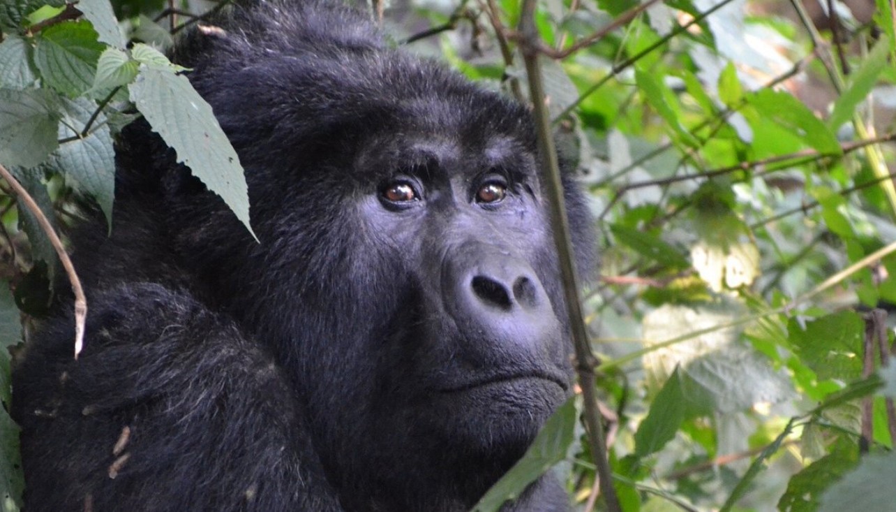 The Cost of Gorilla Trekking Permits in Uganda and Rwanda: In comparison to other wildlife adventure experiences, gorilla trekking
